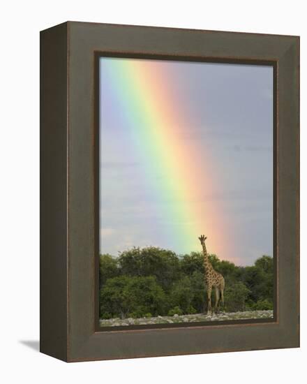 Giraffe, at End of Rainbow, Etosha National Park, Namibia-Tony Heald-Framed Premier Image Canvas