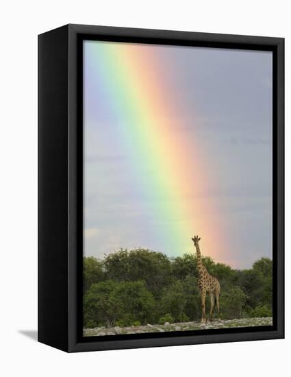 Giraffe, at End of Rainbow, Etosha National Park, Namibia-Tony Heald-Framed Premier Image Canvas