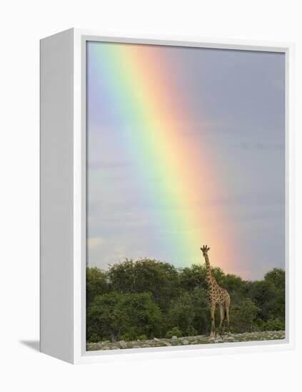Giraffe, at End of Rainbow, Etosha National Park, Namibia-Tony Heald-Framed Premier Image Canvas