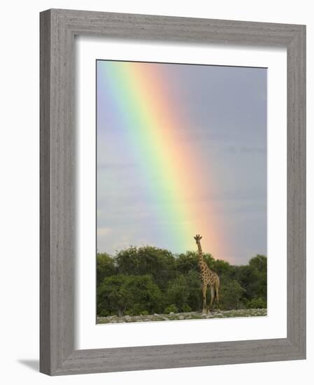 Giraffe, at End of Rainbow, Etosha National Park, Namibia-Tony Heald-Framed Photographic Print