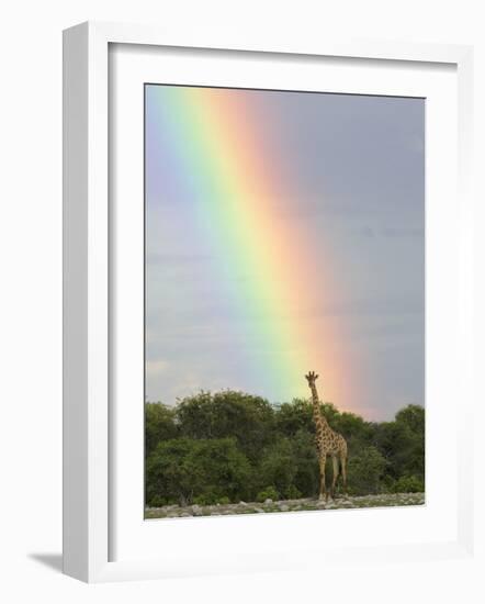 Giraffe, at End of Rainbow, Etosha National Park, Namibia-Tony Heald-Framed Photographic Print