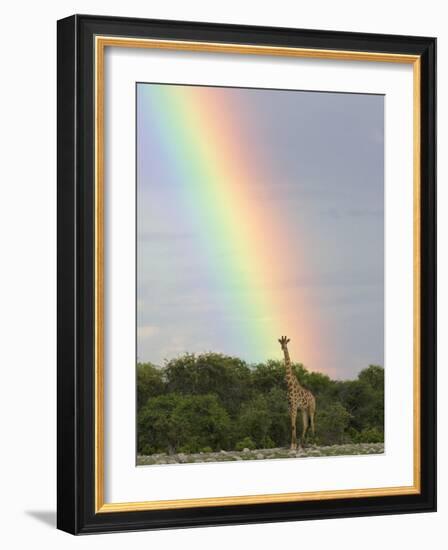 Giraffe, at End of Rainbow, Etosha National Park, Namibia-Tony Heald-Framed Photographic Print