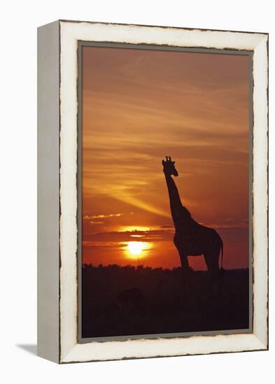 Giraffe at Sunrise, Maasai Mara Wildlife Reserve, Kenya-Jagdeep Rajput-Framed Premier Image Canvas