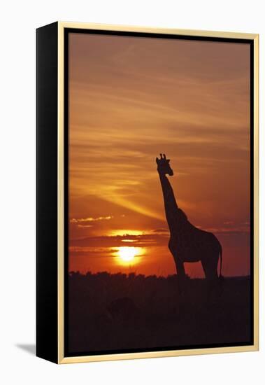 Giraffe at Sunrise, Maasai Mara Wildlife Reserve, Kenya-Jagdeep Rajput-Framed Premier Image Canvas