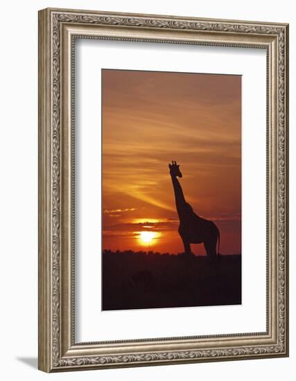 Giraffe at Sunrise, Maasai Mara Wildlife Reserve, Kenya-Jagdeep Rajput-Framed Photographic Print