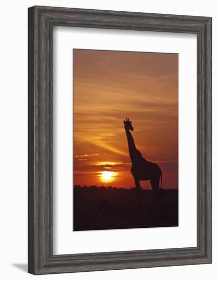 Giraffe at Sunrise, Maasai Mara Wildlife Reserve, Kenya-Jagdeep Rajput-Framed Photographic Print