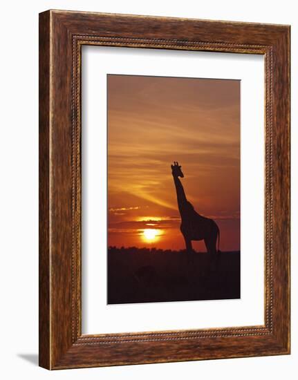 Giraffe at Sunrise, Maasai Mara Wildlife Reserve, Kenya-Jagdeep Rajput-Framed Photographic Print