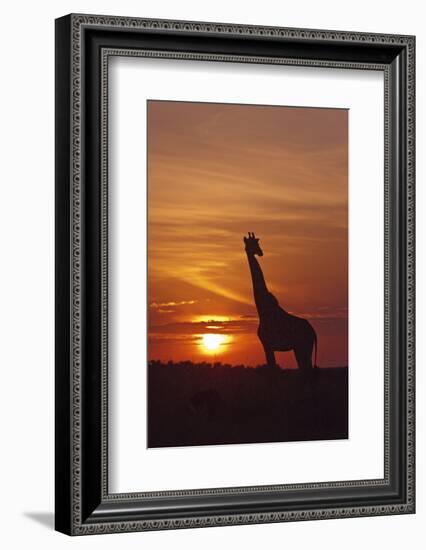 Giraffe at Sunrise, Maasai Mara Wildlife Reserve, Kenya-Jagdeep Rajput-Framed Photographic Print