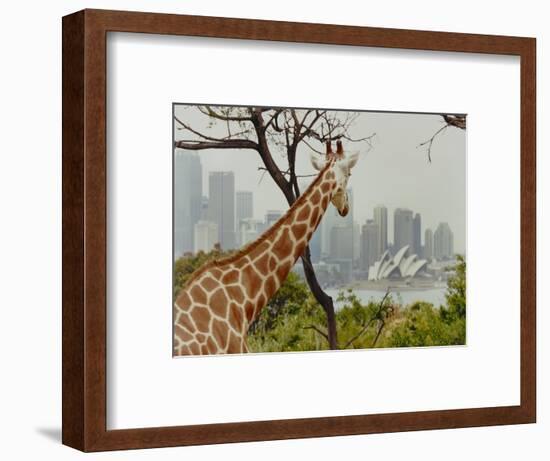 Giraffe at the Sydney Opera House-Theo Westenberger-Framed Art Print