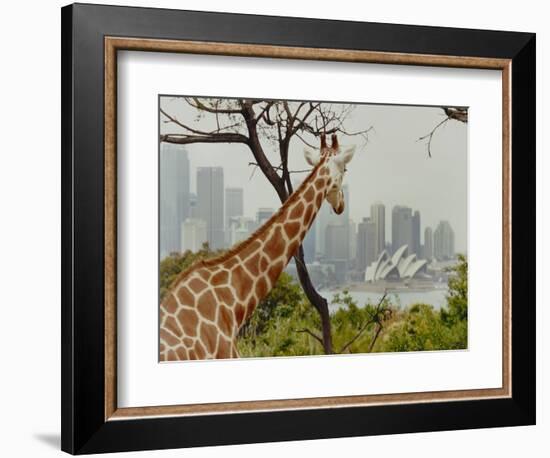 Giraffe at the Sydney Opera House-Theo Westenberger-Framed Art Print