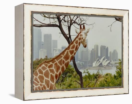 Giraffe at the Sydney Opera House-Theo Westenberger-Framed Stretched Canvas