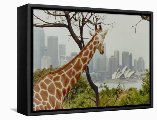 Giraffe at the Sydney Opera House-Theo Westenberger-Framed Stretched Canvas