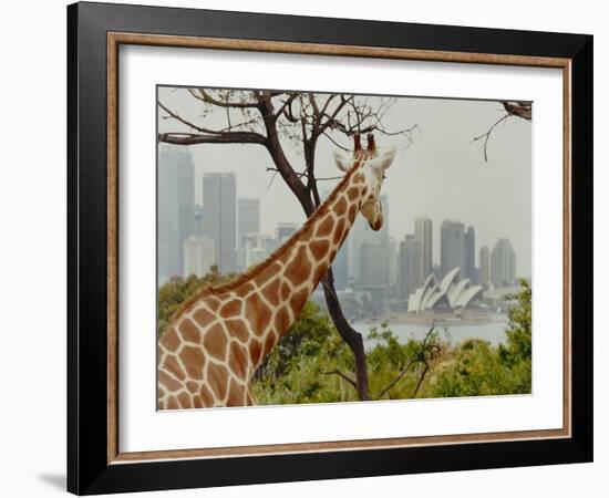 Giraffe at the Sydney Opera House-Theo Westenberger-Framed Art Print