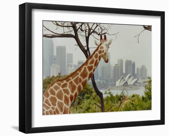 Giraffe at the Sydney Opera House-Theo Westenberger-Framed Art Print