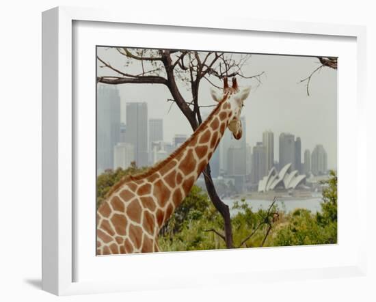 Giraffe at the Sydney Opera House-Theo Westenberger-Framed Art Print