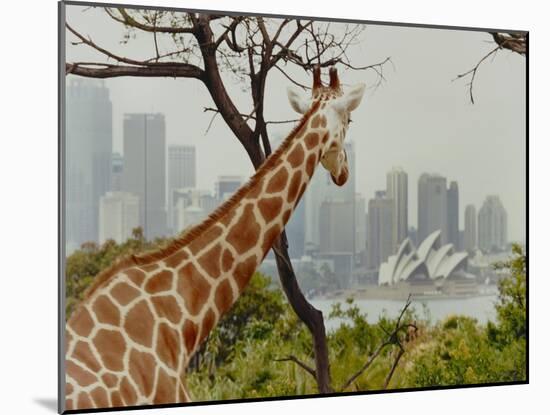 Giraffe at the Sydney Opera House-Theo Westenberger-Mounted Art Print