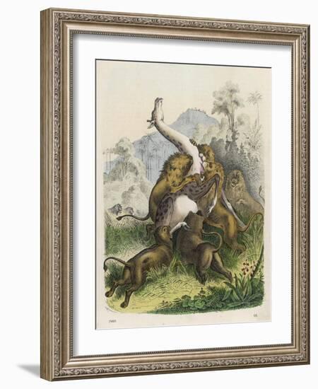 Giraffe Attacked by Six Lions-null-Framed Art Print