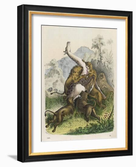 Giraffe Attacked by Six Lions-null-Framed Art Print