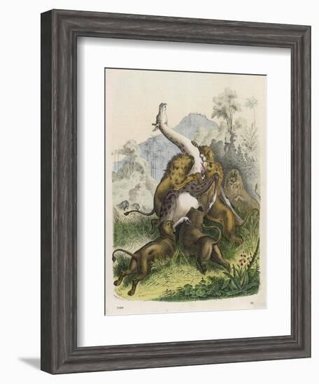 Giraffe Attacked by Six Lions-null-Framed Art Print