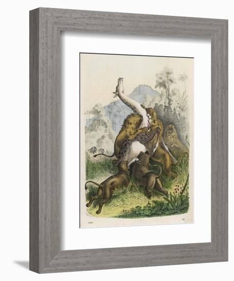 Giraffe Attacked by Six Lions-null-Framed Art Print