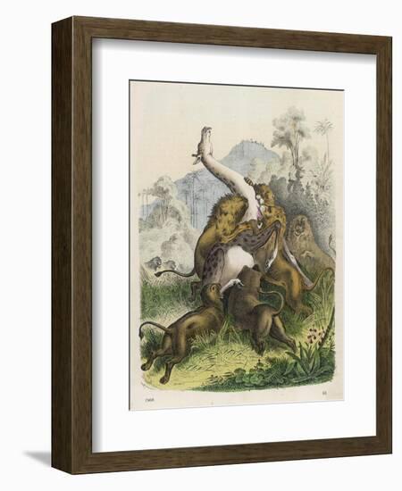 Giraffe Attacked by Six Lions-null-Framed Art Print