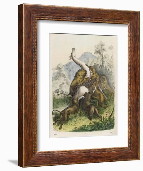 Giraffe Attacked by Six Lions-null-Framed Art Print