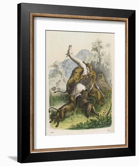 Giraffe Attacked by Six Lions-null-Framed Art Print