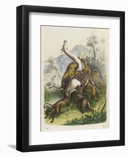 Giraffe Attacked by Six Lions-null-Framed Art Print