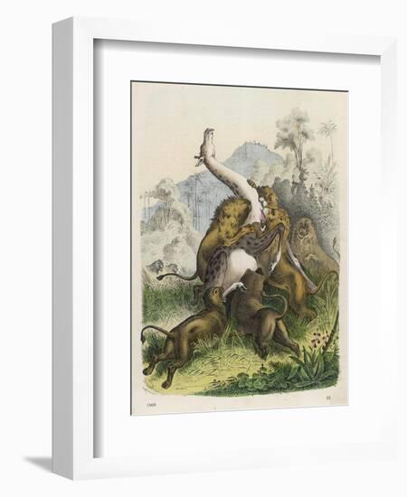 Giraffe Attacked by Six Lions-null-Framed Art Print