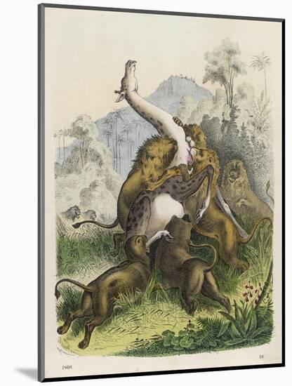 Giraffe Attacked by Six Lions-null-Mounted Art Print