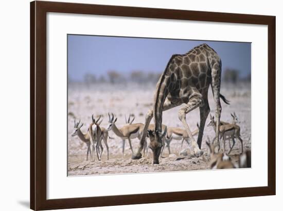 Giraffe Bending Over-DLILLC-Framed Photographic Print