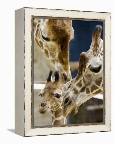 Giraffe Calf is Seen with Her Father and Her Mother at the Berlin Zoo-null-Framed Premier Image Canvas