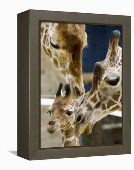 Giraffe Calf is Seen with Her Father and Her Mother at the Berlin Zoo-null-Framed Premier Image Canvas