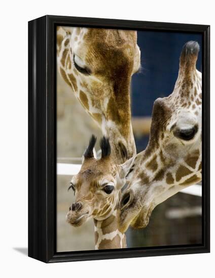 Giraffe Calf is Seen with Her Father and Her Mother at the Berlin Zoo-null-Framed Premier Image Canvas