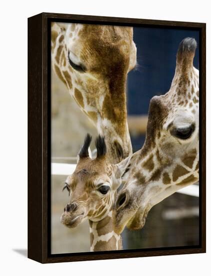 Giraffe Calf is Seen with Her Father and Her Mother at the Berlin Zoo-null-Framed Premier Image Canvas