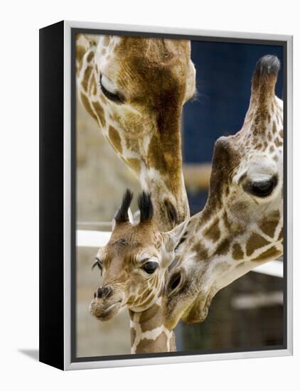 Giraffe Calf is Seen with Her Father and Her Mother at the Berlin Zoo-null-Framed Premier Image Canvas