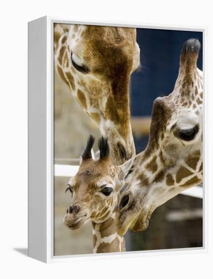 Giraffe Calf is Seen with Her Father and Her Mother at the Berlin Zoo-null-Framed Premier Image Canvas