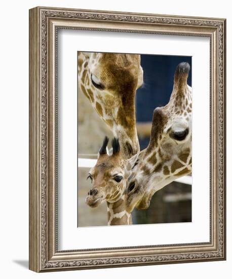 Giraffe Calf is Seen with Her Father and Her Mother at the Berlin Zoo-null-Framed Photographic Print