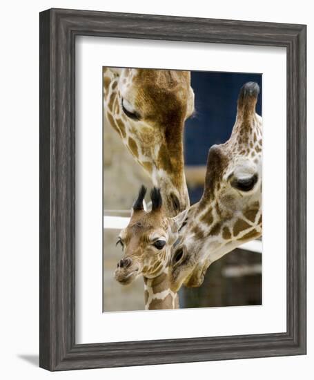 Giraffe Calf is Seen with Her Father and Her Mother at the Berlin Zoo-null-Framed Photographic Print