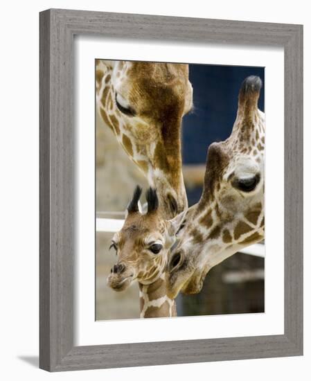 Giraffe Calf is Seen with Her Father and Her Mother at the Berlin Zoo-null-Framed Photographic Print