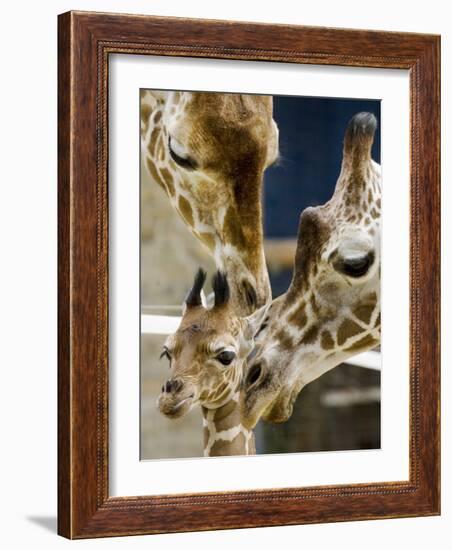 Giraffe Calf is Seen with Her Father and Her Mother at the Berlin Zoo-null-Framed Photographic Print