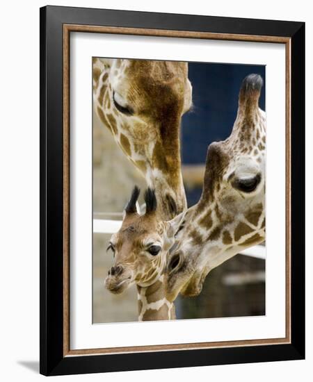 Giraffe Calf is Seen with Her Father and Her Mother at the Berlin Zoo-null-Framed Photographic Print