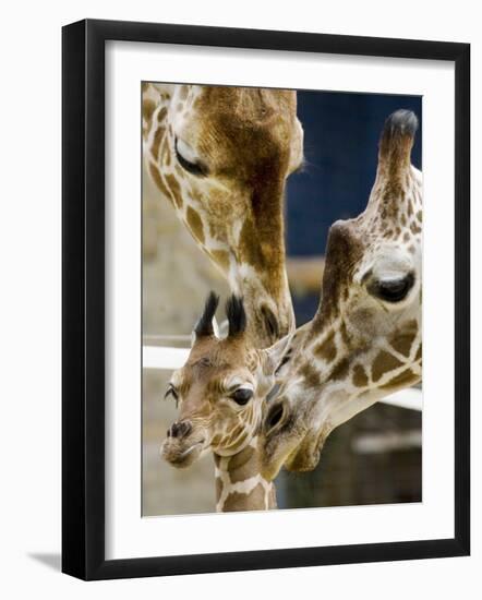 Giraffe Calf is Seen with Her Father and Her Mother at the Berlin Zoo-null-Framed Photographic Print