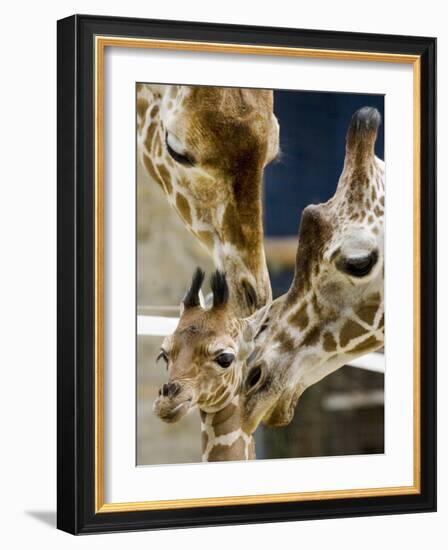 Giraffe Calf is Seen with Her Father and Her Mother at the Berlin Zoo-null-Framed Photographic Print