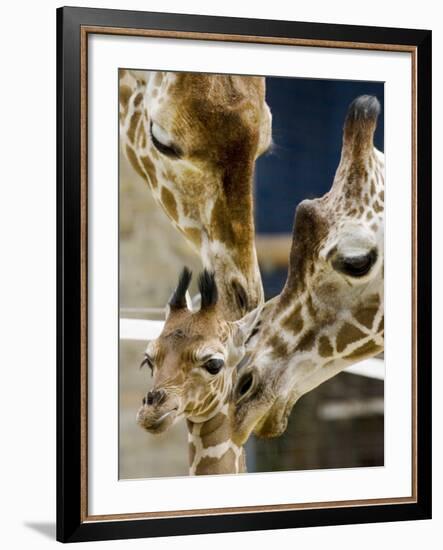 Giraffe Calf is Seen with Her Father and Her Mother at the Berlin Zoo-null-Framed Photographic Print