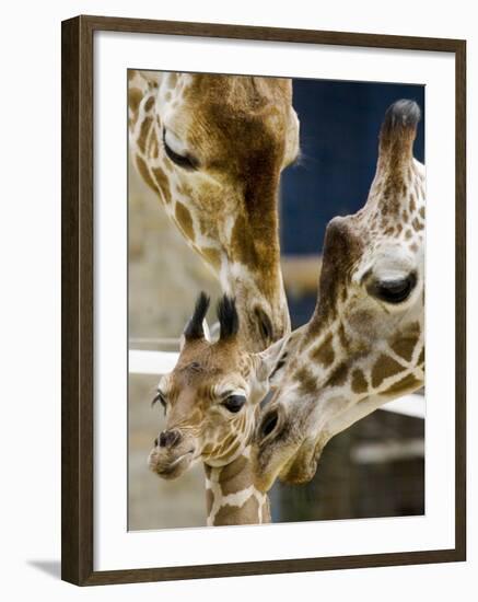 Giraffe Calf is Seen with Her Father and Her Mother at the Berlin Zoo-null-Framed Photographic Print