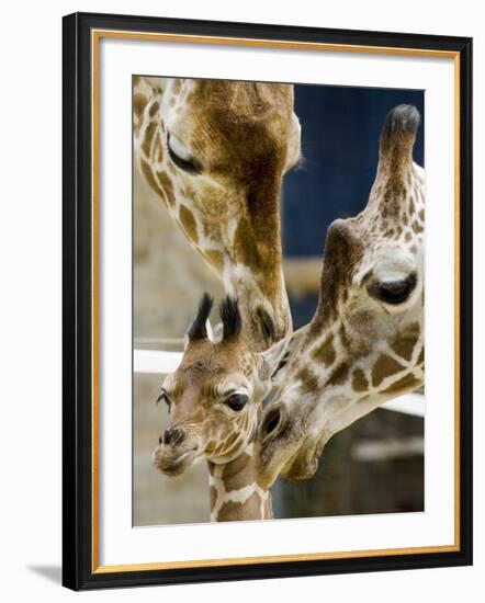 Giraffe Calf is Seen with Her Father and Her Mother at the Berlin Zoo--Framed Photographic Print