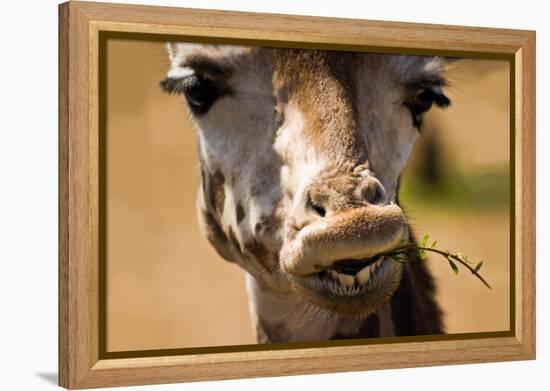 Giraffe Chewing-Lantern Press-Framed Stretched Canvas