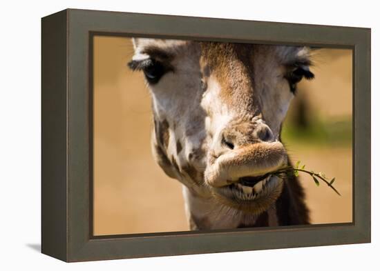 Giraffe Chewing-Lantern Press-Framed Stretched Canvas