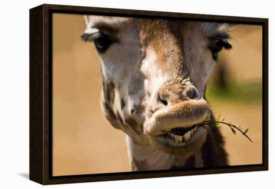 Giraffe Chewing-Lantern Press-Framed Stretched Canvas